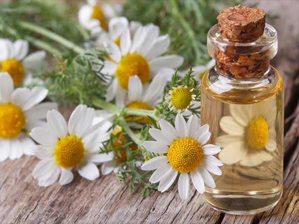 சீமை சாமந்தி :-