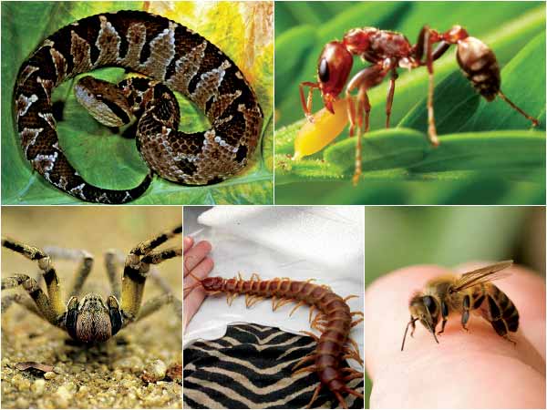 பழம்பெரும் பூச்சி இனம்..!