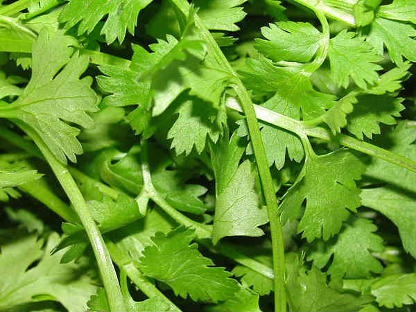 கொத்தமல்லி