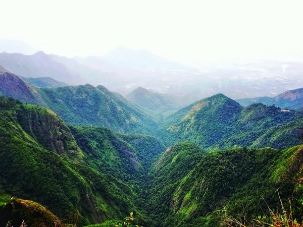 ஏன் 12 வருடத்திற்கு ஒரு முறை பூக்கிறது..?