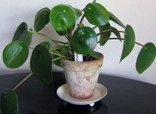 செடிகள்