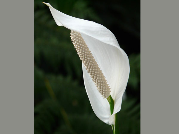 பீஸ் லில்லி