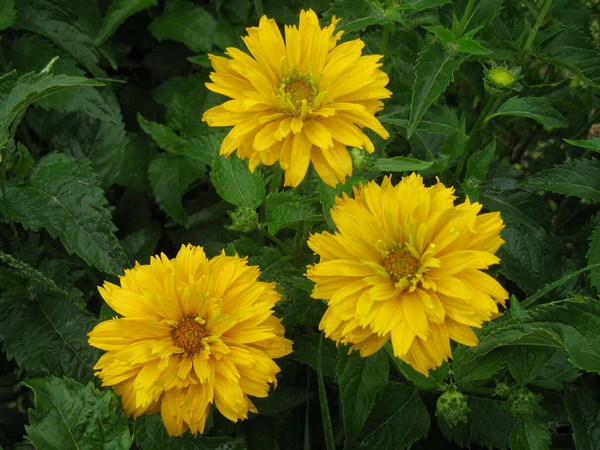 பிளேரிசி தேநீர்