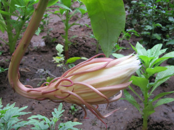 வெண்காந்தள் மலர்