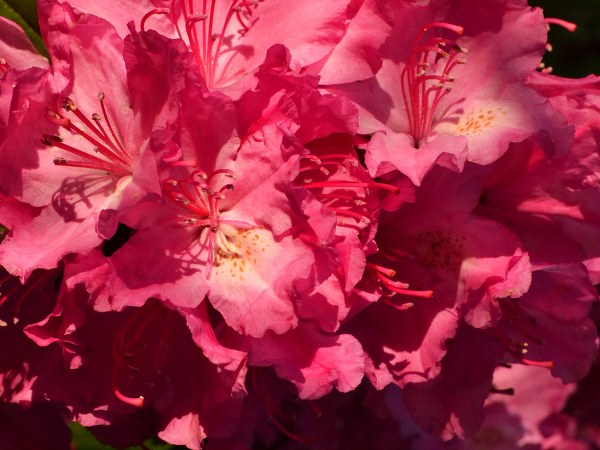 அசிலியா