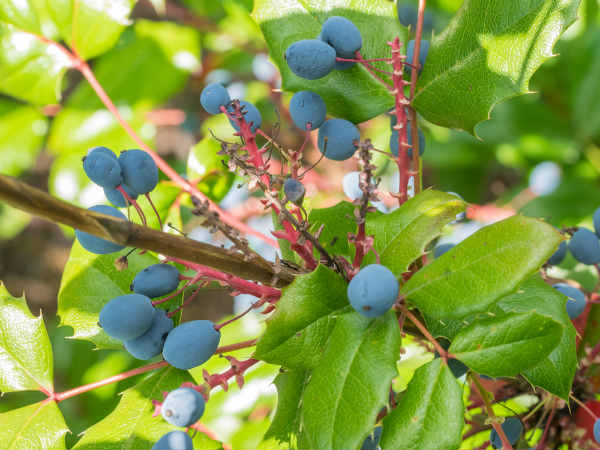 மஹோநியா 