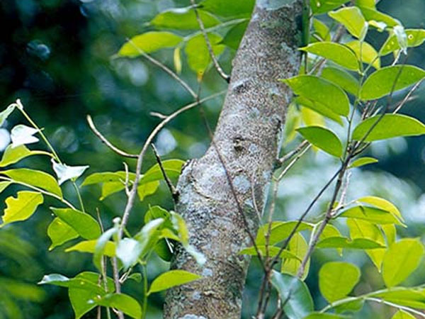 சந்தன மரம்