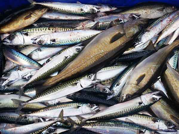 மெர்குரி மீன்கள்..!