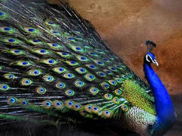 மயூராசனம் 