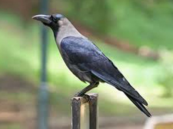 காகம் மாட்டின் மீது உட்காருதல் 