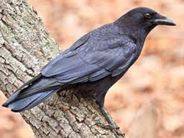 இடது கை பக்கம் வருதல் 