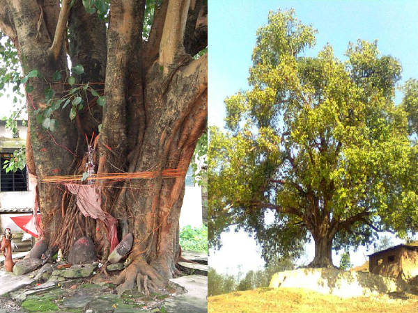 அரச மரம் அருகே விளக்கேற்றுதல்
