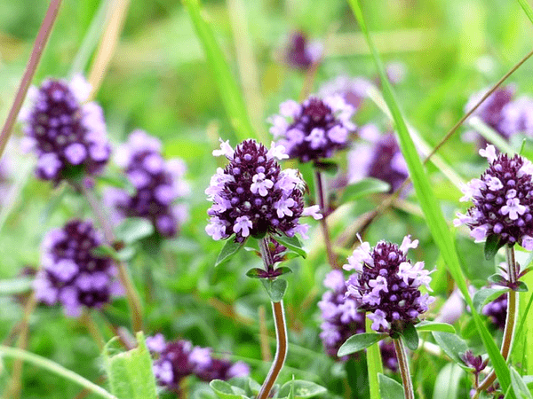 மஜோராம் மற்றும் சாகே எண்ணெய் - Marjoram and Sage