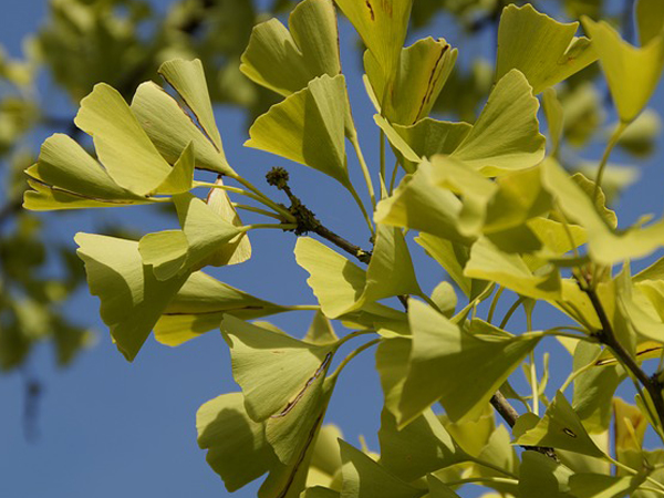 ஜின்கோ பிலோபா