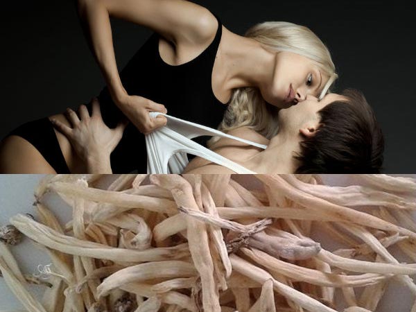 6. பெரும் பூனைக்காலி விதை