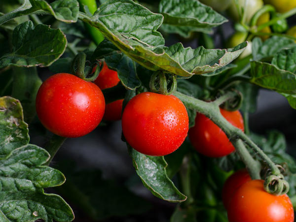 தக்காளி 