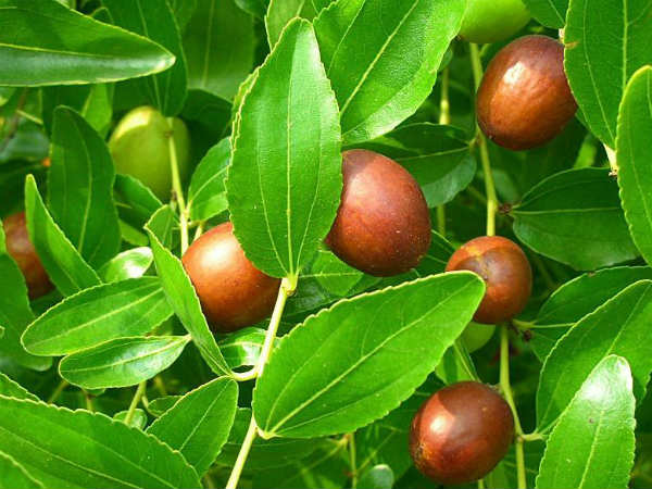 இலந்தைப் பழம்