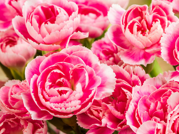 ஜனவரி - கார்னேஷன் பூ