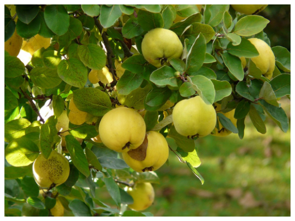 சீமை மாதுளையா..?