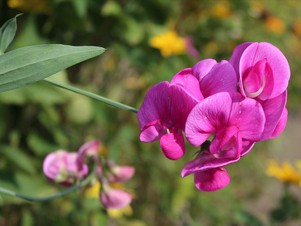 ஏப்ரல் - இனிப்பு பூ