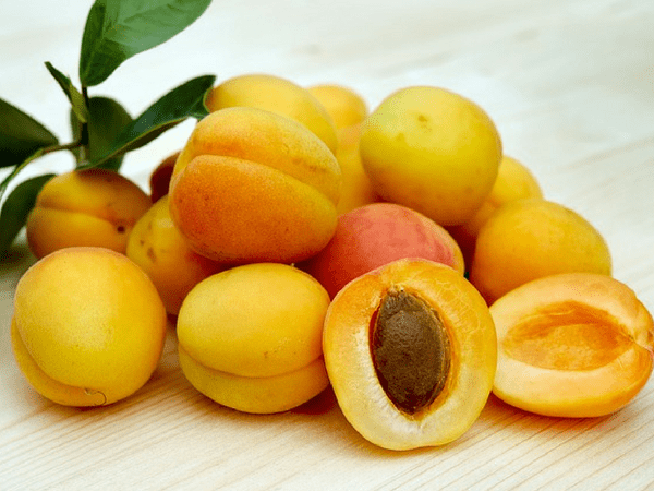 அப்ரிகாட்