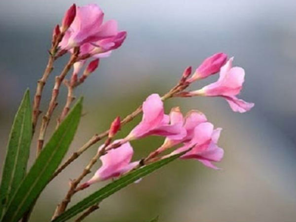 சமூக மரியாதை பெறுவதற்கு