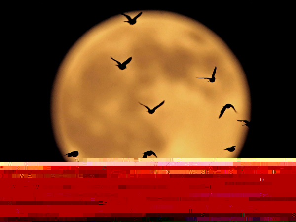 3. ஆம்பர் அலர்ட்