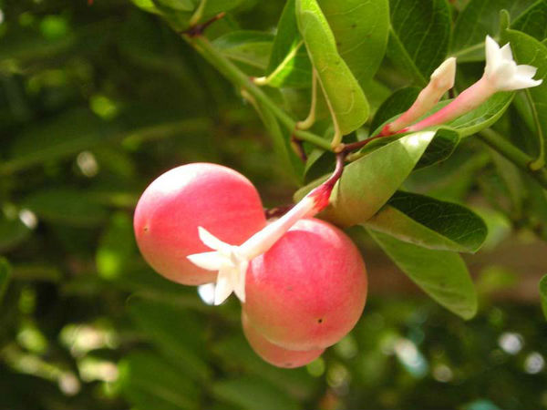 கூந்தலுக்கு கலாக்காயின் நன்மைகள் 