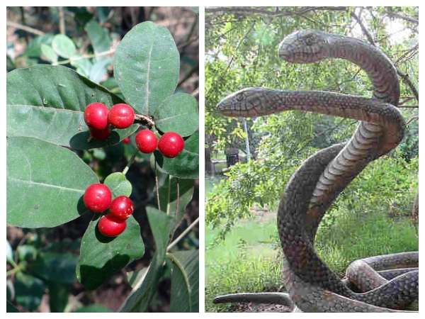 ஷர்பகந்தா 