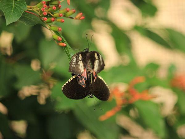 கருப்பு பட்டாம்பூச்சி