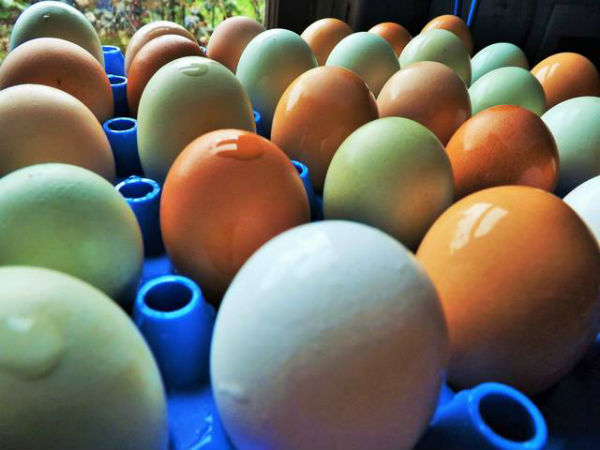 ஆய்வுகள்