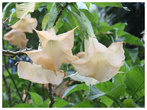 ஊமத்தம் செடி 