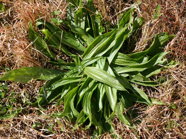 வீட்டு வைத்தியங்கள்