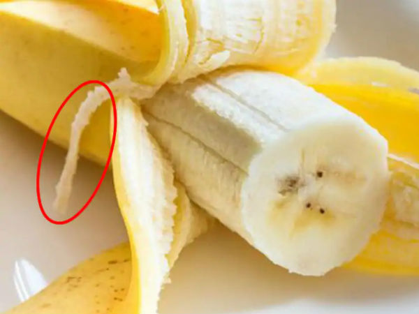 ப்லோம் பண்டில்ஸ் (Phloem Bundles)