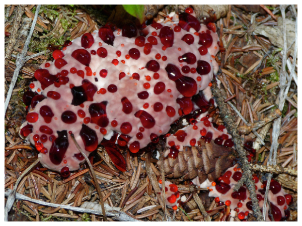 ரத்தம் கக்கிய செடி 