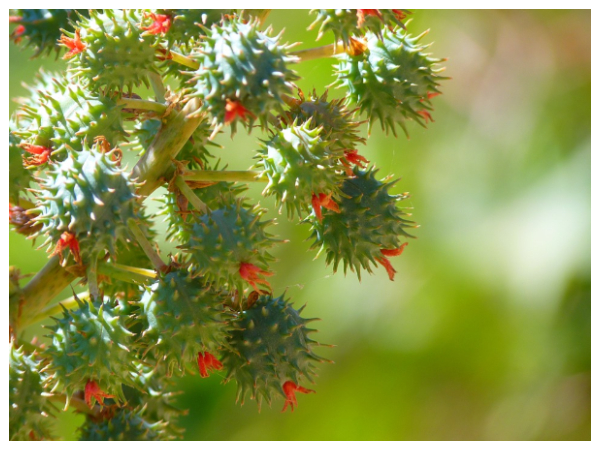 ஆமணக்கு செடி 