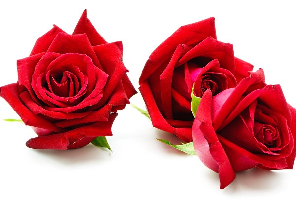 ரோஜாப்பூ 