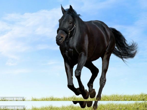 கருப்பு குதிரை