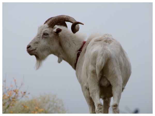 ஆட்டின் விரைகள் 