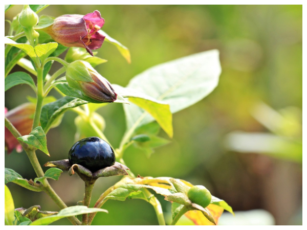டெட்லி நைட்ஷெட் (Deadly Nightshade)