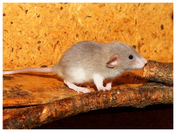 எலி வைத்தியம் 