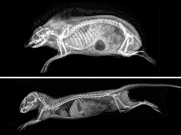 Oregon Zoo Animal Annual Health Check Up X-Ray Photos!