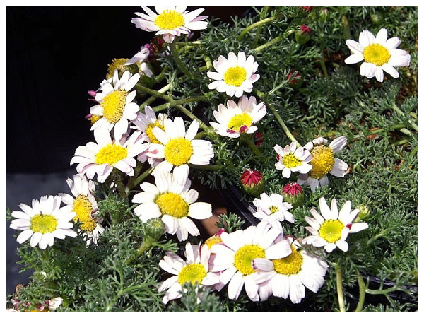 பூக்கள் நிறைந்த மூலிகை..!