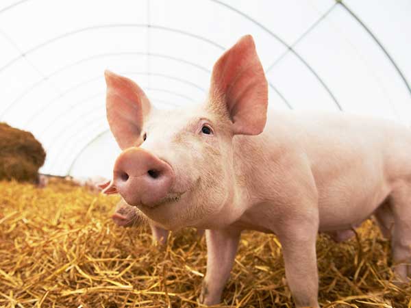 பன்றி பன்றி