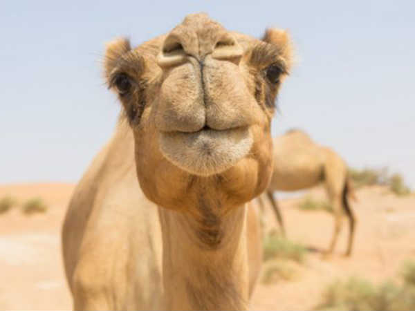 தபால்துறை