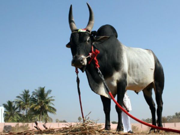 காளைமாடு சண்டை!