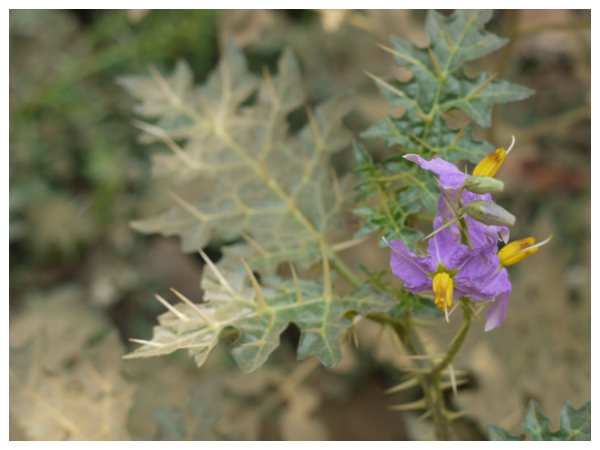 கண்டங்கத்திரி 