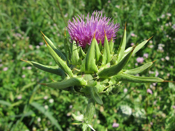 பால் நெருஞ்சில்