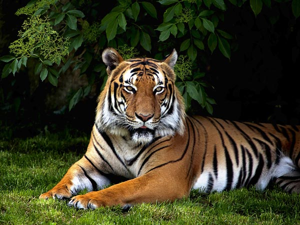 புலி புலி