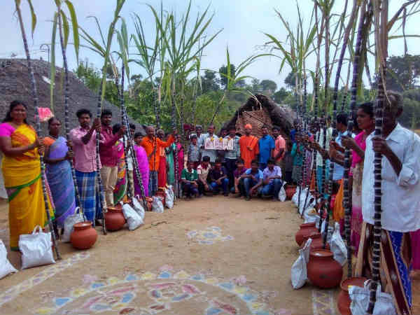 பொங்கல் கொண்டாட்டங்கள்..!